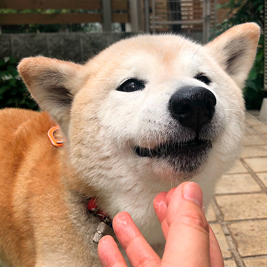 うめ吉さん 柴犬 おばあちゃん 高齢 ご長寿 ワンコ かわいい ほっこり 癒される Shiba