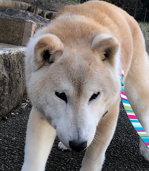 うめ吉さん 柴犬 おばあちゃん 高齢 ご長寿 ワンコ かわいい ほっこり 癒される Shiba