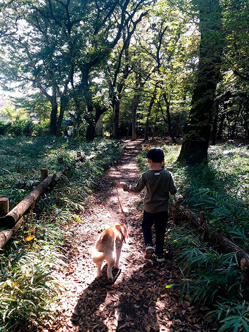 うめ吉さん 柴犬 おばあちゃん 高齢 ご長寿 ワンコ かわいい ほっこり 癒される Shiba