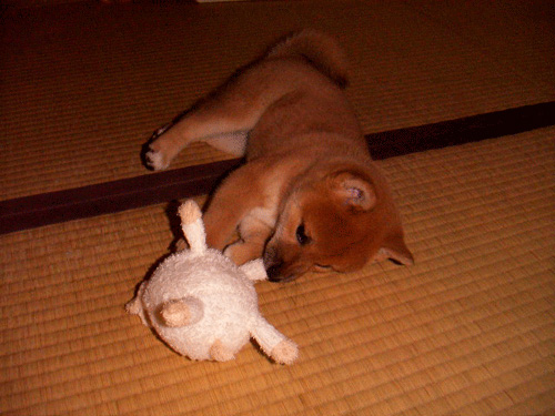 うめ吉さん 柴犬 おばあちゃん 高齢 ご長寿 ワンコ かわいい ほっこり 癒される Shiba