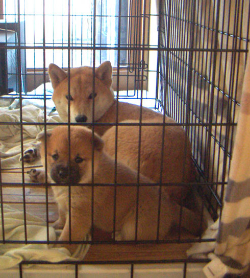 うめ吉さん 柴犬 おばあちゃん 高齢 ご長寿 ワンコ かわいい ほっこり 癒される Shiba