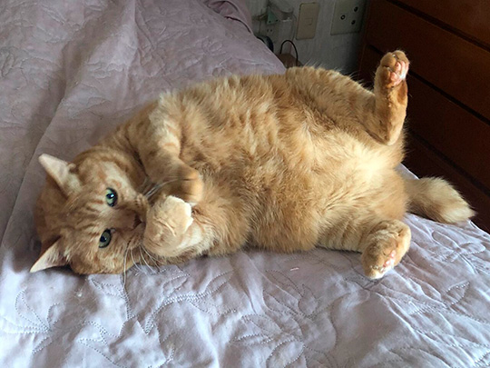 うめ吉さん 柴犬 おばあちゃん 高齢 ご長寿 ワンコ かわいい ほっこり 癒される Shiba