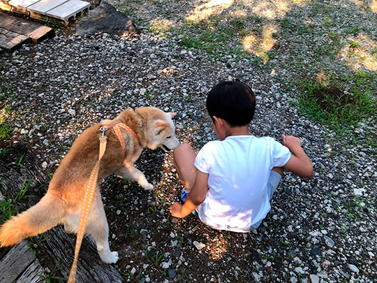 うめ吉さん 柴犬 おばあちゃん 高齢 ご長寿 ワンコ かわいい ほっこり 癒される Shiba