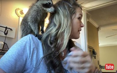 アライグマ 母 朝 ヘアセット ドライヤー