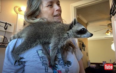 アライグマ 母 朝 ヘアセット ドライヤー