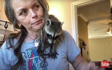 アライグマ 母 朝 ヘアセット ドライヤー