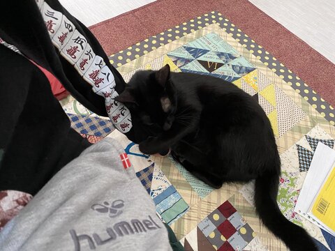 ご立腹の黒猫 避妊手術 動物病院 ネコ かわいい 面白 イラスト 漫画