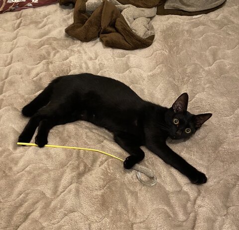 ご立腹の黒猫 避妊手術 動物病院 ネコ かわいい 面白 イラスト 漫画