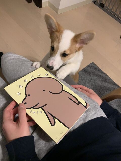 スピカ キッチン 封鎖 コーギー ワンコ かわいい 面白い ロジカルな生き物 しつけ
