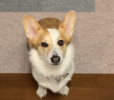 スピカ キッチン 封鎖 コーギー ワンコ かわいい 面白い ロジカルな生き物 しつけ