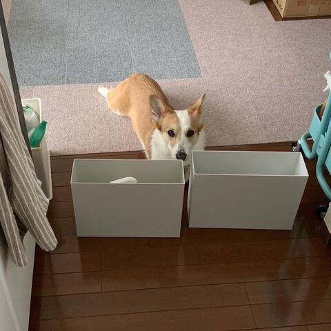スピカ キッチン 封鎖 コーギー ワンコ かわいい 面白い ロジカルな生き物 しつけ