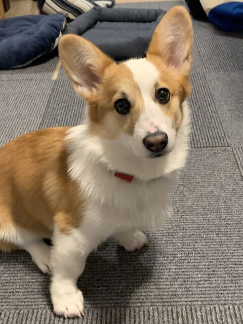 スピカ キッチン 封鎖 コーギー ワンコ かわいい 面白い ロジカルな生き物 しつけ