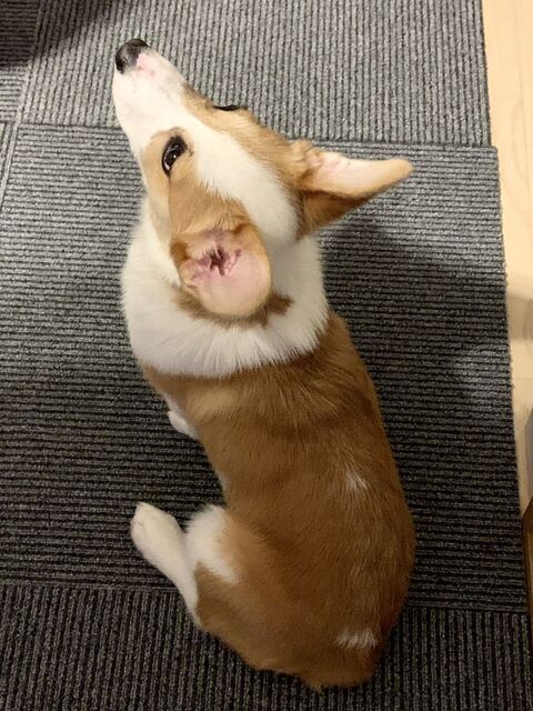 スピカ キッチン 封鎖 コーギー ワンコ かわいい 面白い ロジカルな生き物 しつけ