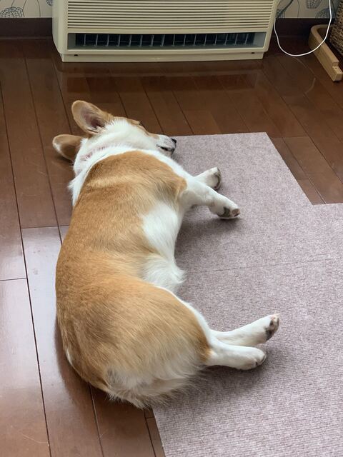 スピカ キッチン 封鎖 コーギー ワンコ かわいい 面白い ロジカルな生き物 しつけ