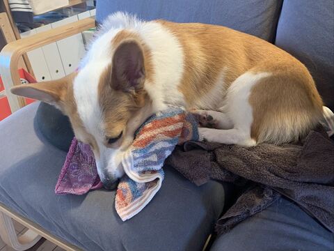 スピカ キッチン 封鎖 コーギー ワンコ かわいい 面白い ロジカルな生き物 しつけ