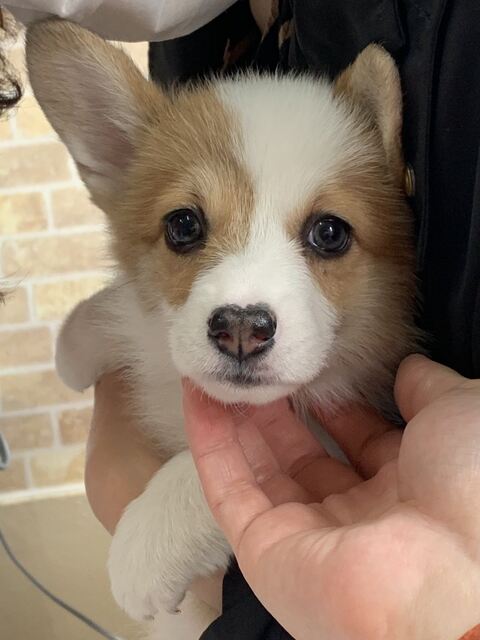 スピカ キッチン 封鎖 コーギー ワンコ かわいい 面白い ロジカルな生き物 しつけ