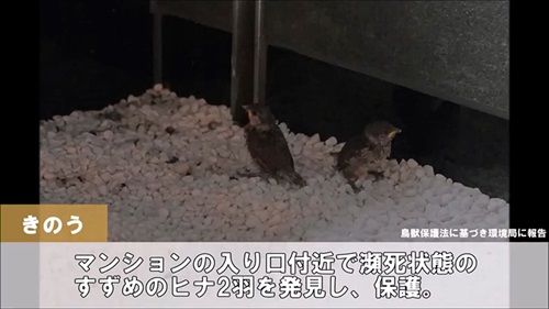 ねとらぼ生物部で読まれた記事動画 動画 動物 猫 カエル 面白 かわいい ランキング