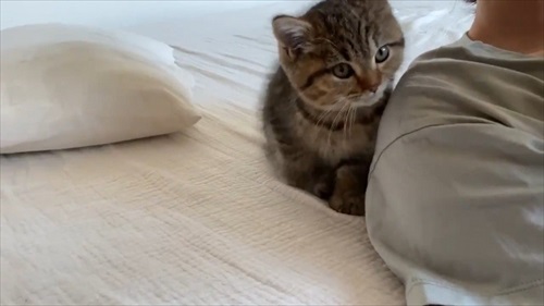 ねとらぼ生物部で読まれた記事動画 動画 動物 猫 カエル 面白 かわいい 話題 ランキング