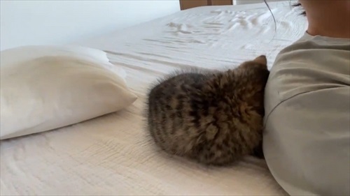 ねとらぼ生物部で読まれた記事動画 動画 動物 猫 カエル 面白 かわいい 話題 ランキング