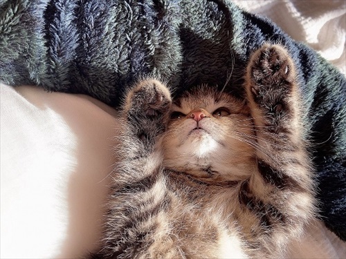 ねとらぼ生物部で読まれた記事動画