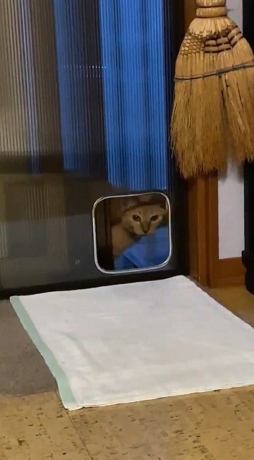 ねとらぼ生物部で読まれた記事動画 動画 動物 猫 カエル 面白 かわいい 話題 ランキング