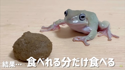 ねとらぼ生物部で読まれた記事動画 動画 動物 猫 カエル 面白 かわいい 話題 ランキング