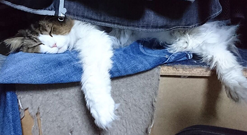 くつろぎ中マーくん写真横長 猫漫画 面白い 無料 ネコ かわいい 席を譲る メンコスケダモノ ノルウェージャン キジトラ