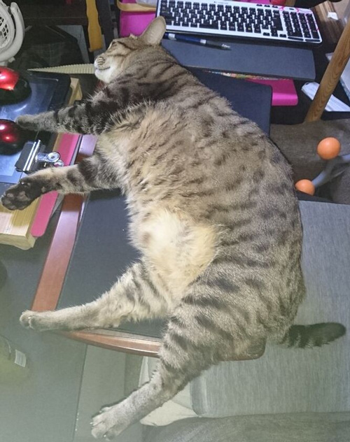 机占拠ドンくん