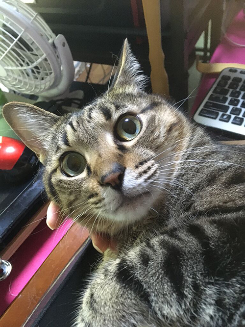 見上げるドンくん 猫漫画 面白い 無料 ネコ かわいい 席を譲る メンコスケダモノ ノルウェージャン キジトラ