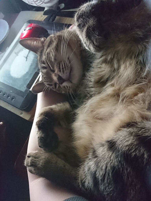 甘えるドンくん 猫漫画 面白い 無料 ネコ かわいい 席を譲る メンコスケダモノ ノルウェージャン キジトラ