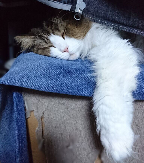 くつろぎ中マーくん写真