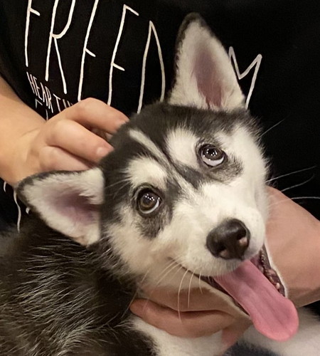 シベリアンハスキー　変顔　かわいい　画像