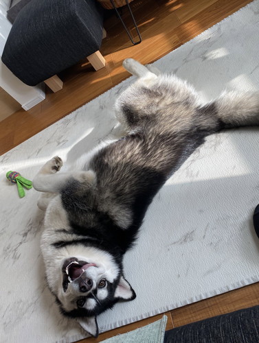 シベリアンハスキー　変顔　かわいい　画像