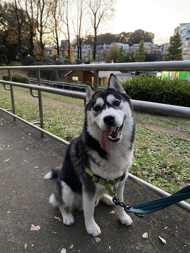 シベリアンハスキー　変顔　かわいい　画像
