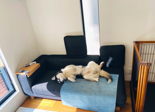 シベリアンハスキー　変顔　かわいい　画像