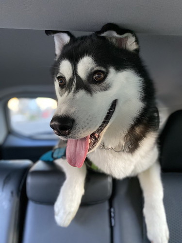 シベリアンハスキー　変顔　かわいい　画像