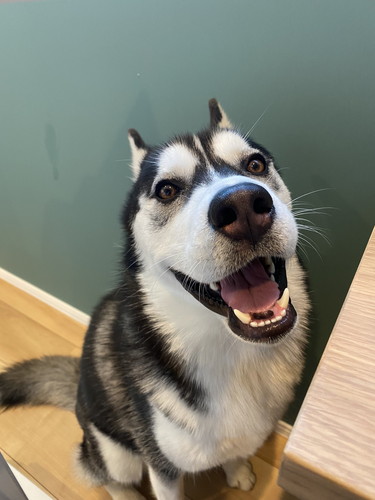 シベリアンハスキー　変顔　かわいい　画像