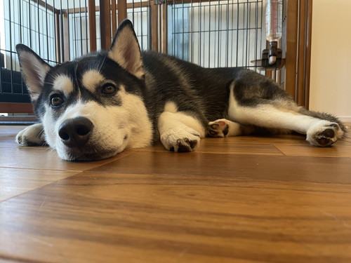 シベリアンハスキー　変顔　かわいい　画像