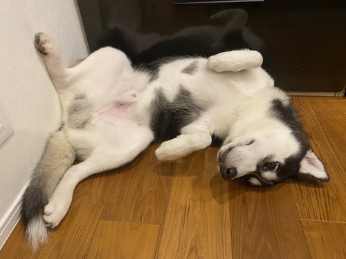 シベリアンハスキー　変顔　かわいい　画像