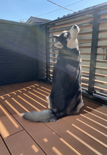 シベリアンハスキー　変顔　かわいい　画像