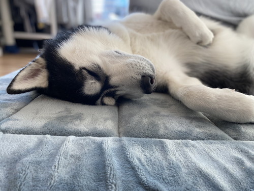 シベリアンハスキー　変顔　かわいい　画像