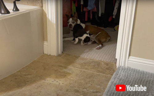 フレンチトンの画像 ワンコ イタズラ かわいい 動画 犬動画 海外 面白