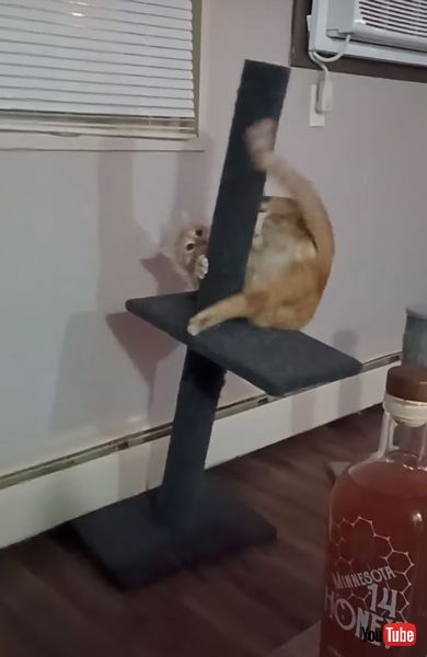 猫 尻尾 ポールダンス キャットタワー グルグル 転倒