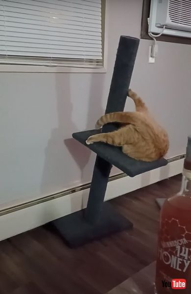 猫 尻尾 ポールダンス キャットタワー グルグル 転倒