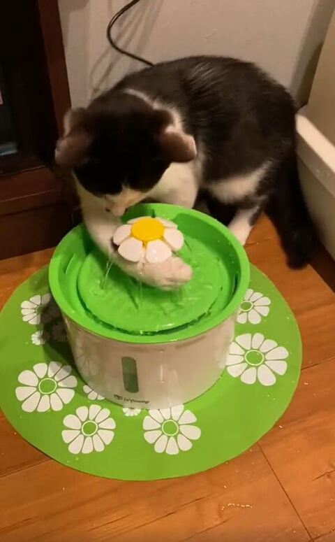 ホーリー 保護猫 自動給水機 かわいい 動画 面白い 子猫 クリスマスプレゼント