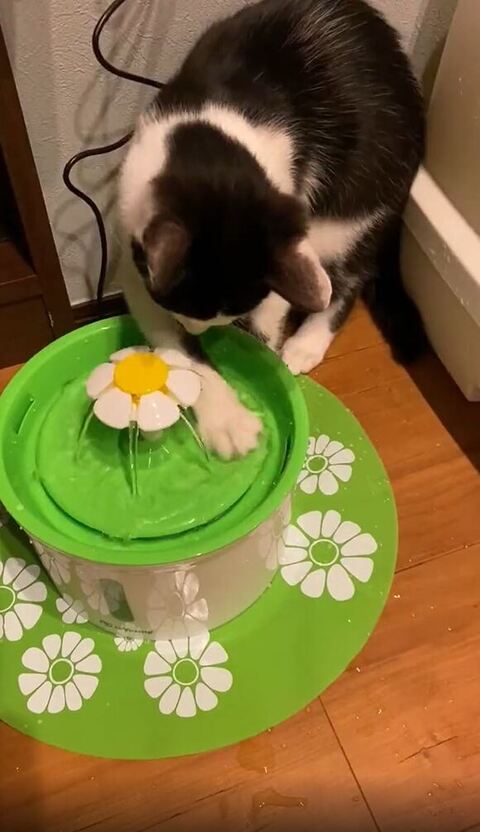 ホーリー 保護猫 自動給水機 自動給水機 かわいい 動画 面白い 子猫 クリスマスプレゼント