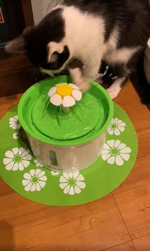 ホーリー 保護猫 自動給水機 プレゼント 自動給水機 かわいい 動画 面白い 子猫 クリスマスプレゼント