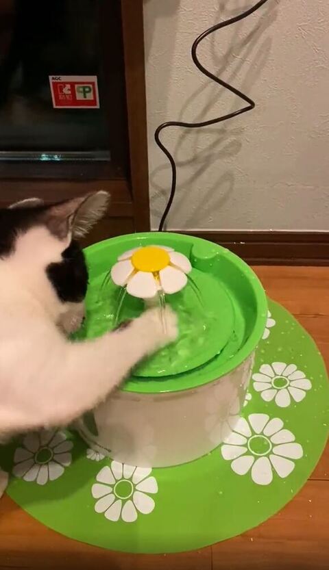 ホーリー 保護猫 自動給水機 プレゼント 自動給水機 かわいい 動画 面白い 子猫 クリスマスプレゼント