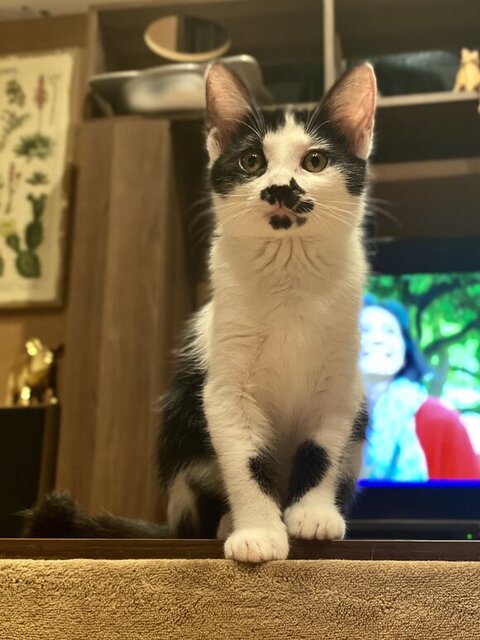 ホーリー 保護猫 自動給水機 プレゼント 自動給水機 かわいい 動画 面白い 子猫 クリスマスプレゼント