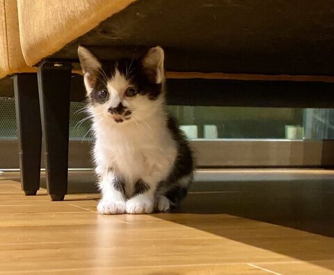 ホーリー 保護猫 自動給水機 プレゼント 自動給水機 かわいい 動画 面白い 子猫 クリスマスプレゼント